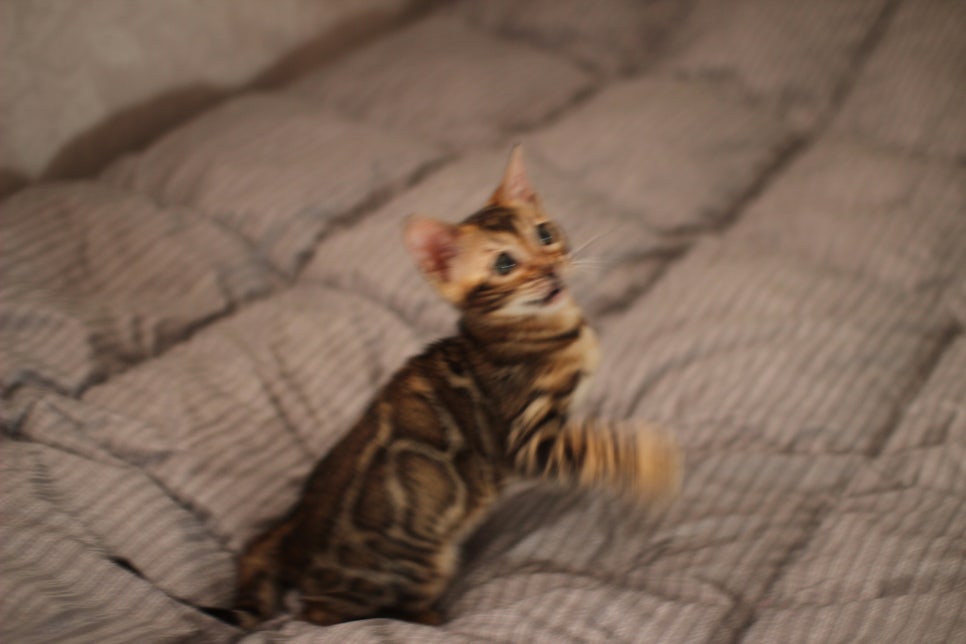 뱅갈고양이분양 장군이,아롱이, 탑식이~ 관련 이미지 6