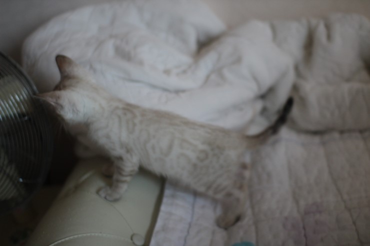 스노우 뱅갈고양이 남아 분양해요~ 관련 이미지 12