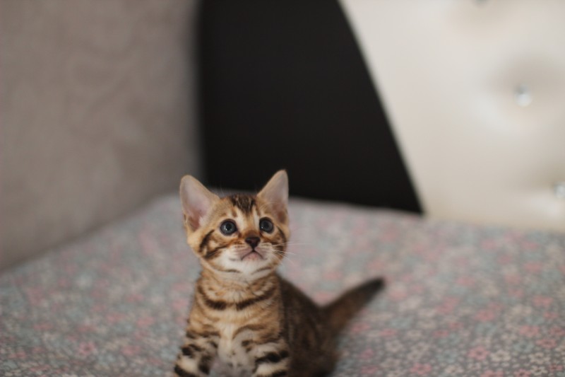 뱅갈고양이 여아예요~ 관련 이미지 2