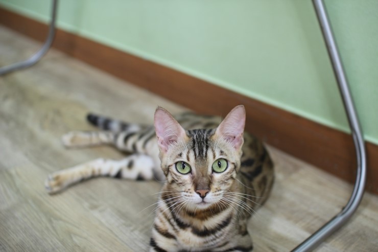 뱅갈고양이 귀염둥이들^^ 관련 이미지 2