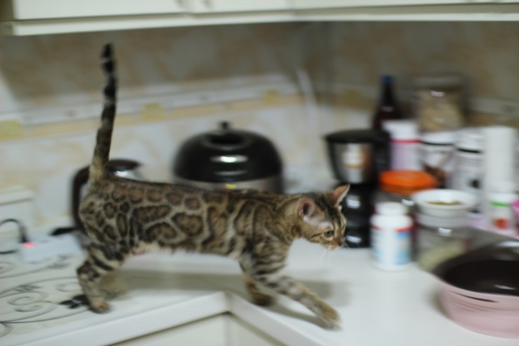 뱅갈고양이 여아 리엔 입니다~ 관련 이미지 3