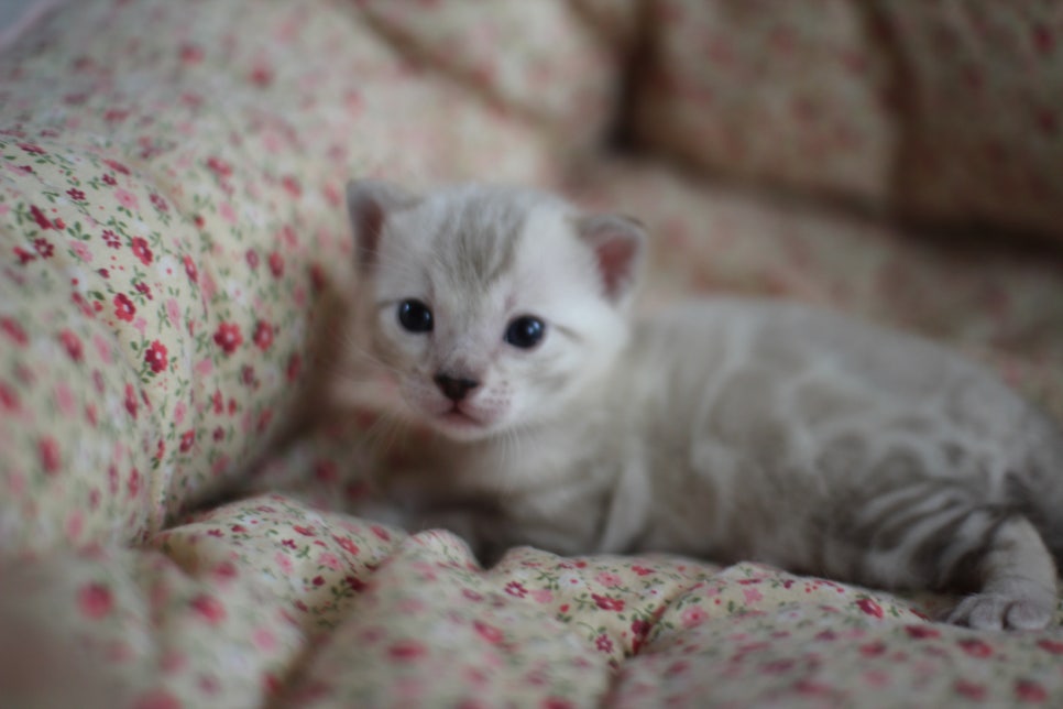 스노우뱅갈고양이 꼬맹이들은 사랑이죠! 관련 이미지 1