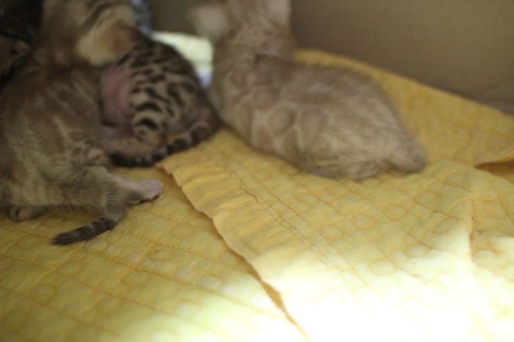 스노우 뱅갈고양이 밍크 키퍼 여아~ 관련 이미지 8