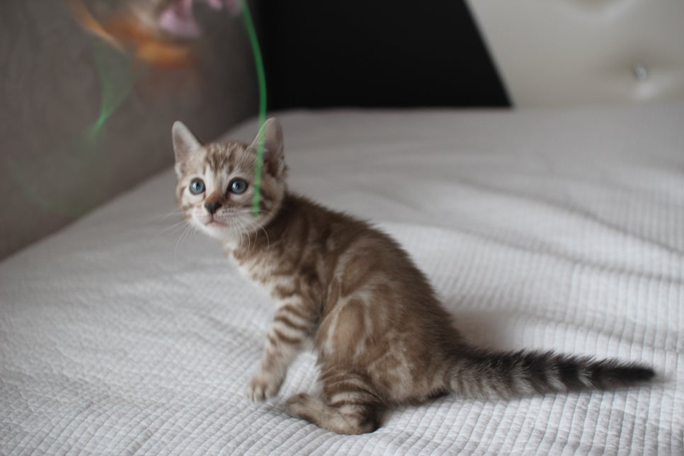 뱅갈고양이분양 고민하지 마세요! 관련 이미지 13