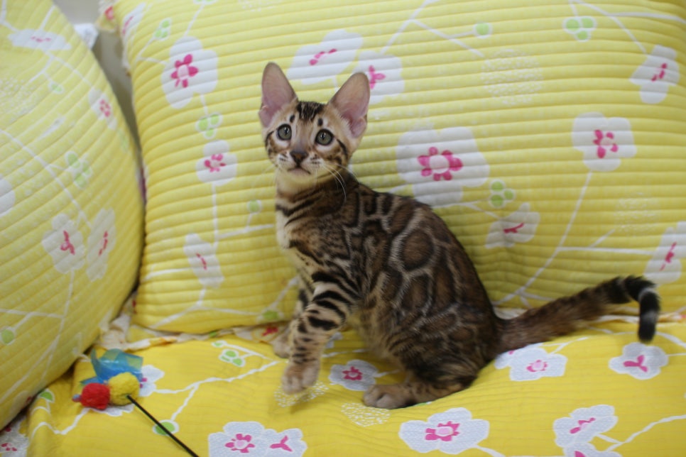 우량아 개냥이 브라운 뱅갈고양이 여아 분양해요~ 관련 이미지 5