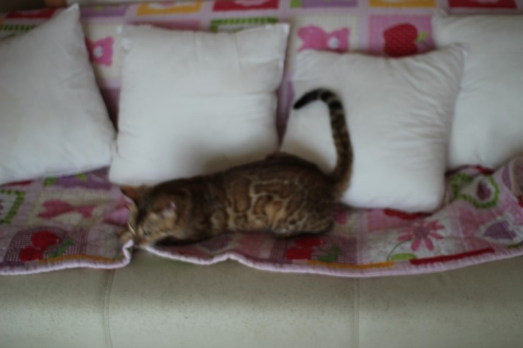 뱅갈고양이 종묘 카이예요~ 관련 이미지 2