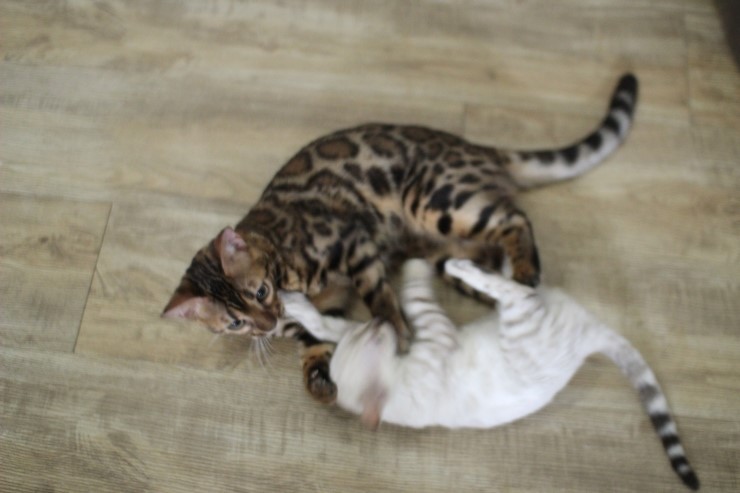 뱅갈고양이,뱅갈고양이 분양,순둥이 링컨이~~~ 관련 이미지 9