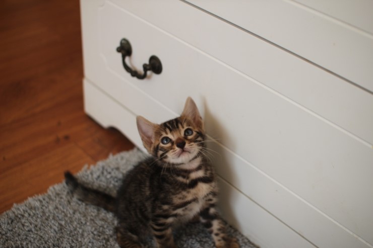 뱅갈고양이 분양 완전히 빠졌네 빠졌어~ 관련 이미지 23