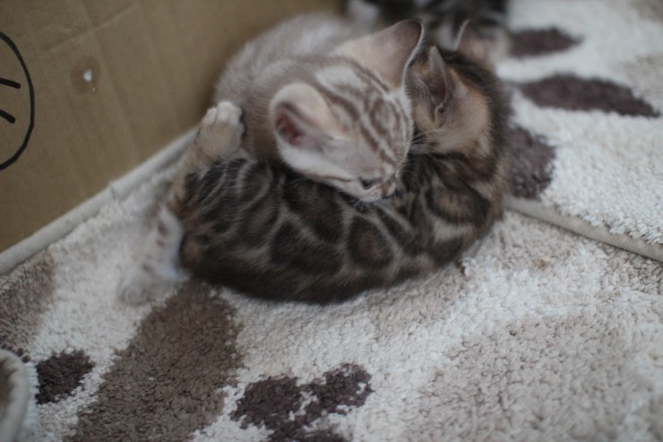 뱅갈고양이 6남매 꼬맹이들~ 관련 이미지 12