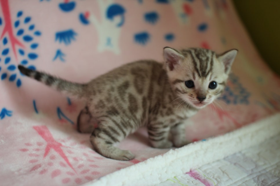 스노우뱅갈고양이 분양은 소유가 최고지! 관련 이미지 7