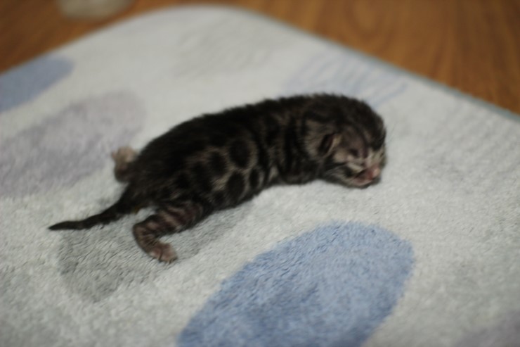 실버 뱅갈고양이 남아 꼬물이예요~ 관련 이미지 1