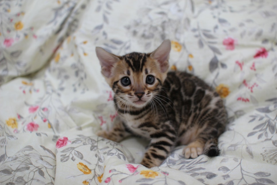 브라운 뱅갈고양이 자매 분양해요~ 관련 이미지 3