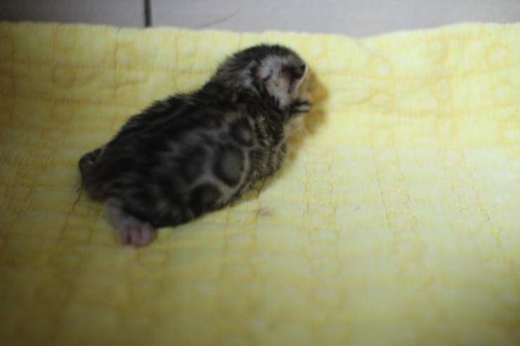 뱅갈고양이 소유캐터리 출산소식~ 관련 이미지 7