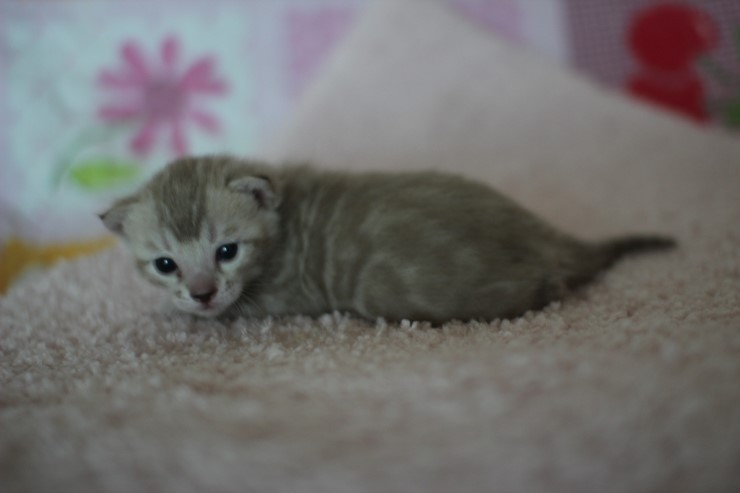 실밍크뱅갈고양이 곰돌이 남아예요 관련 이미지 3