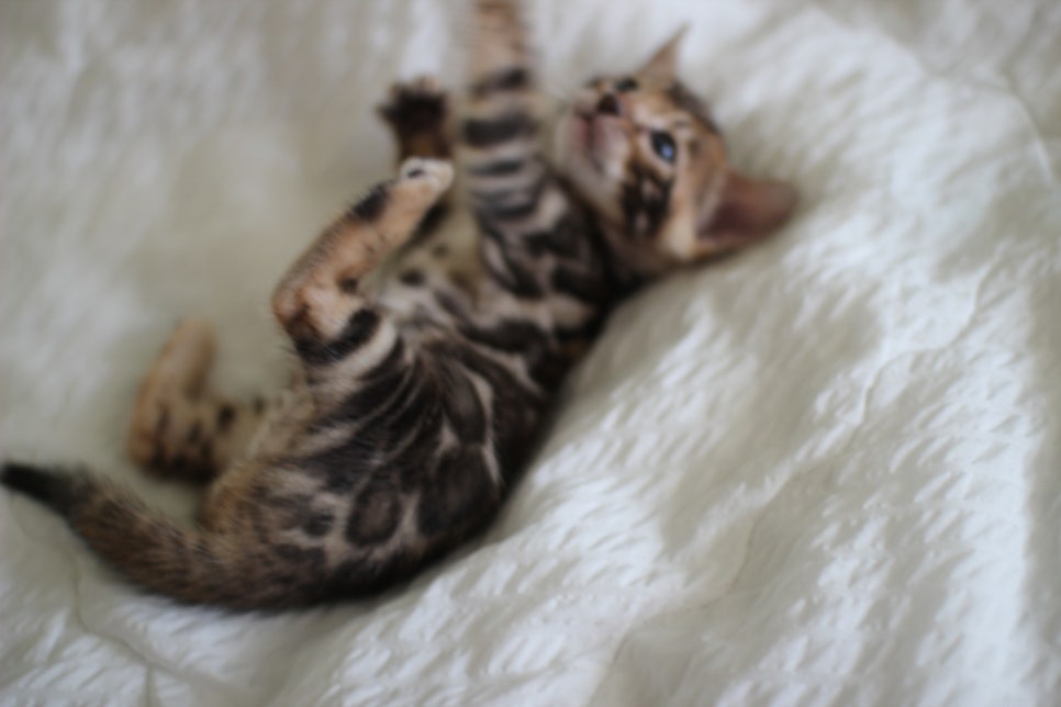 미남 뱅갈고양이에 애교발사~ 관련 이미지 12