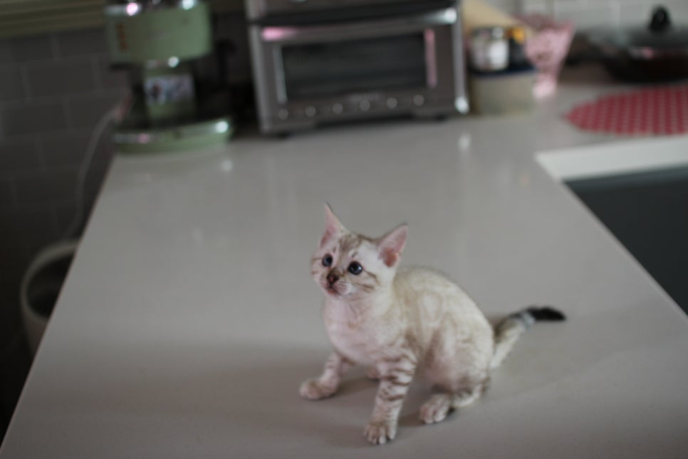 사람만 졸졸졸 따라 다니는 스노우뱅갈고양이 여아 분양해요~ 관련 이미지 2