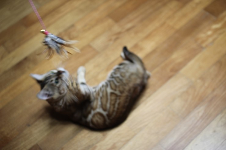 뱅갈고양이 스텔라 신났구나~~ 관련 이미지 7