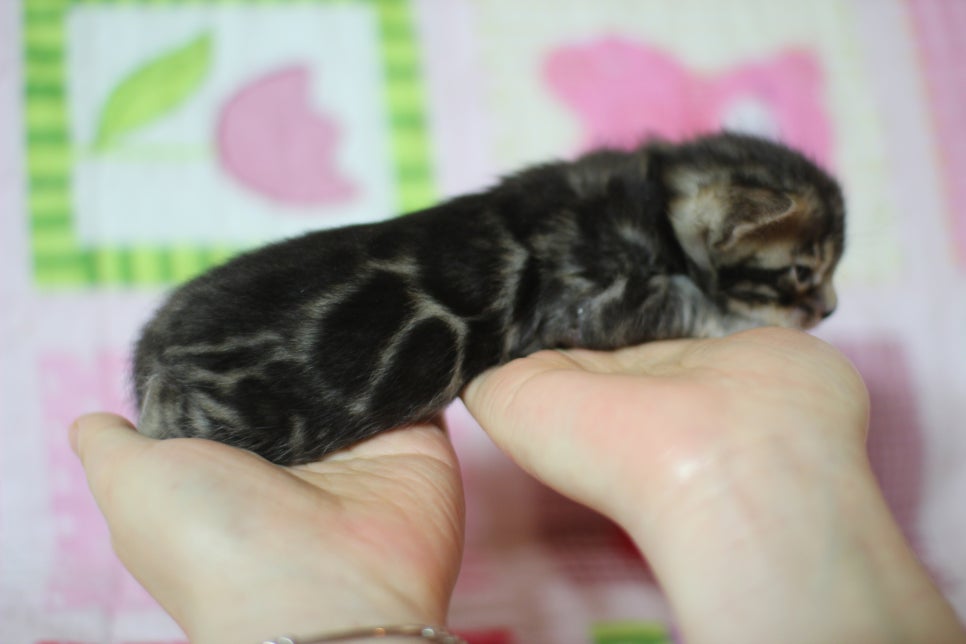 예약된 브라운 뱅갈고양이 남아에요~ 관련 이미지 2