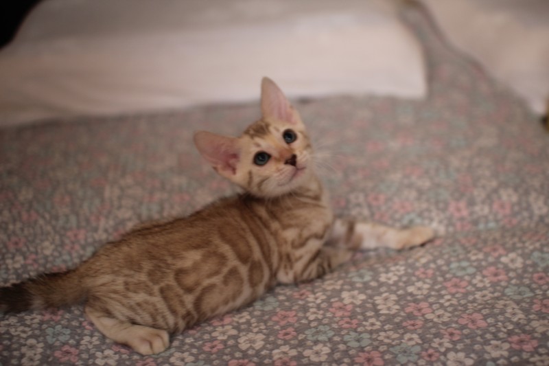 뱅갈고양이분양 초미묘들 등장이요 관련 이미지 11