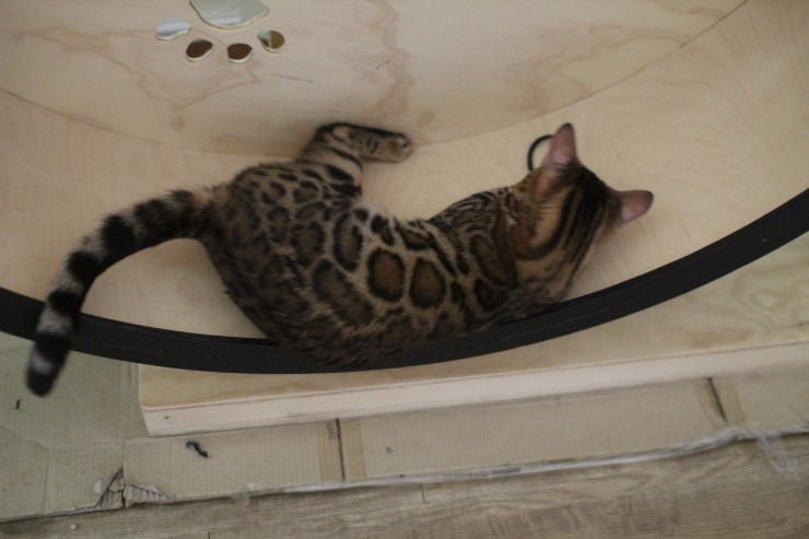 뱅갈고양이,뱅갈고양이 분양,오늘의 주인공은 링컨이 ㅎㅎㅎ.. 관련 이미지 1