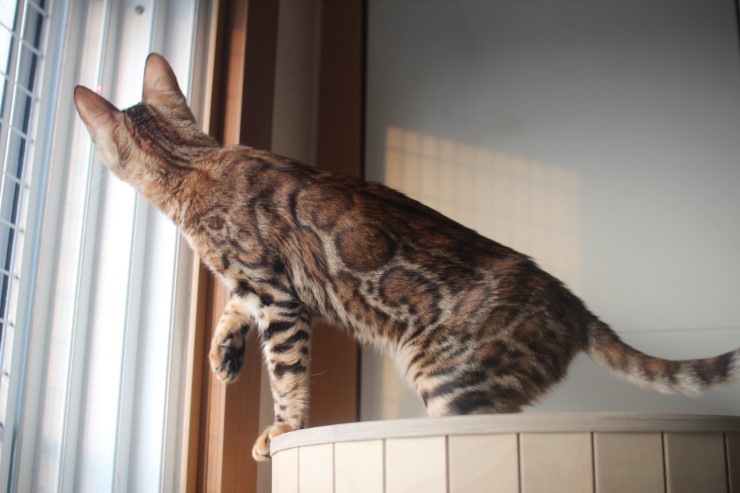 뱅갈고양이 큰방에 아이들 노는 모습~ 관련 이미지 5