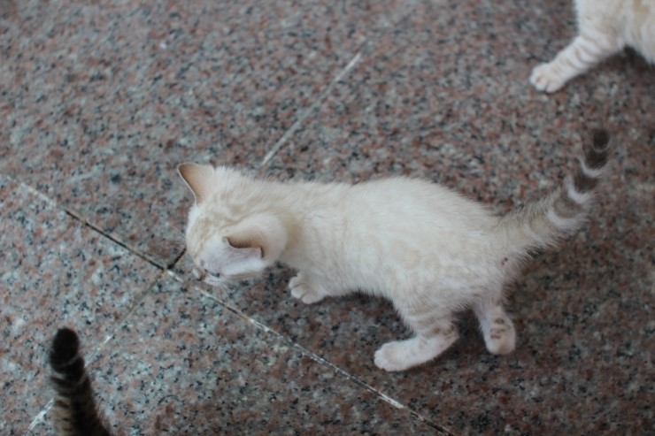 뱅갈고양이 6남매 베란다에서 일광욕중~~ 관련 이미지 7