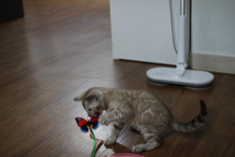 실밍크뱅갈고양이 남아 분양해요~~ 관련 이미지 8