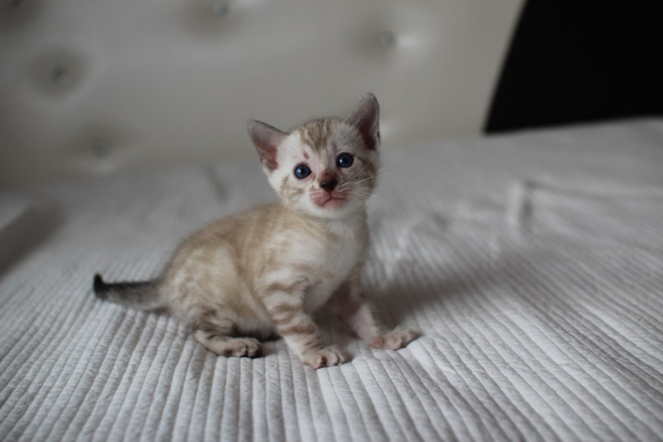 스노우뱅갈고양이 여아 예약분양 하고 있어요~ 관련 이미지 1