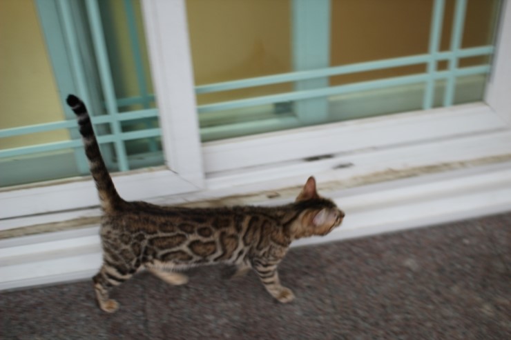 Soyu Lien 관련 이미지 3