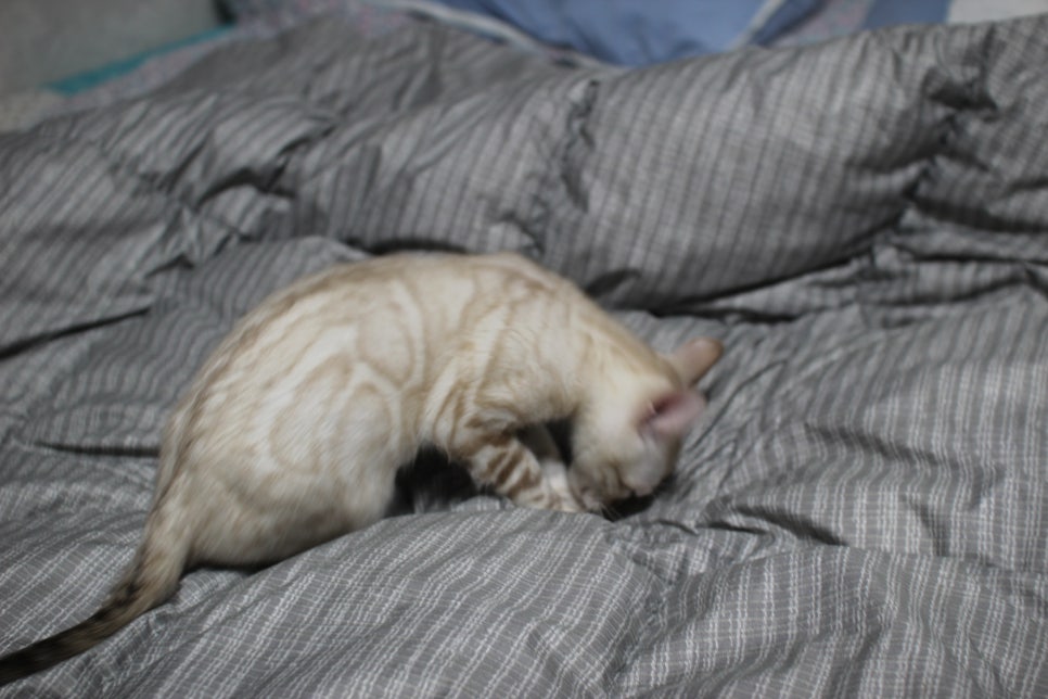 스노우뱅갈고양이 오팔에센스 관련 이미지 3