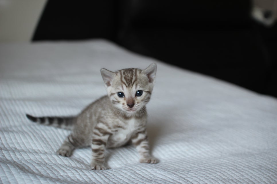 밍크뱅갈고양이 여아 막둥이 예약 분양 합니다~ 관련 이미지 5