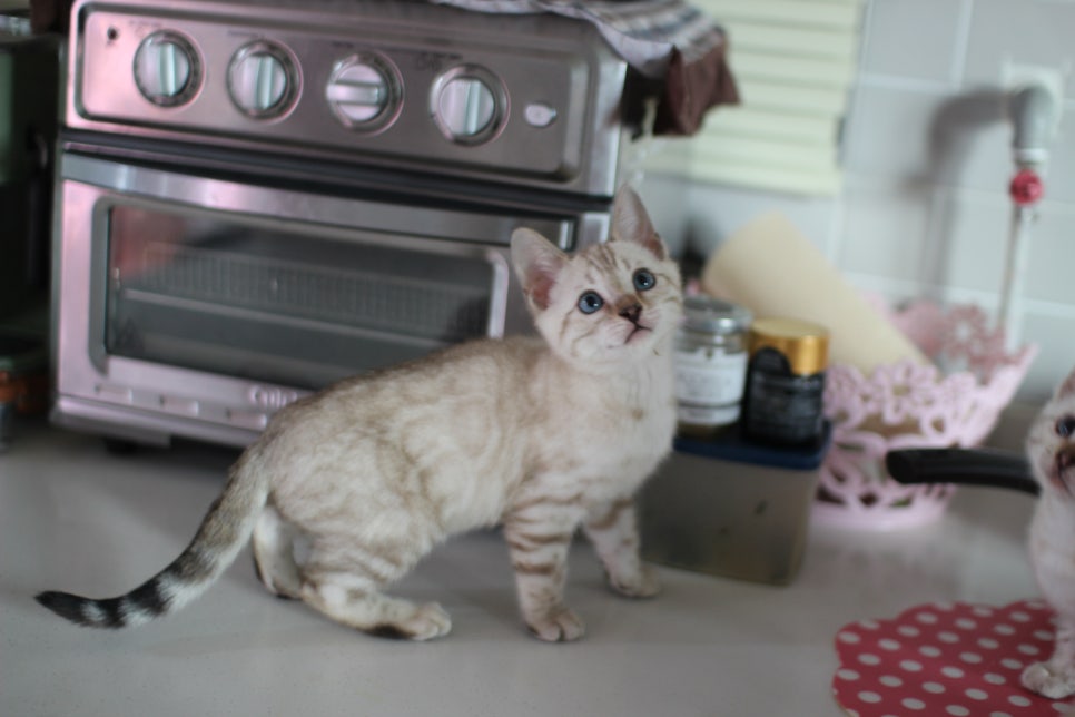 진정한 개냥이 스노우뱅갈고양이 남아 분양해요~ 관련 이미지 1