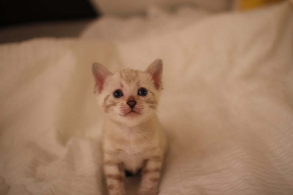 스노우뱅갈고양이 꼬맹이들 분양해요~ 관련 이미지 9