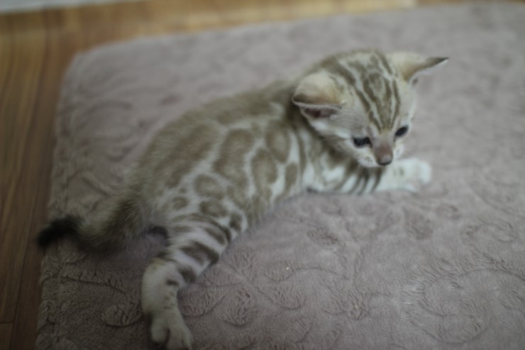 스노우 밍크 뱅갈고양이 남아예요~ 관련 이미지 4