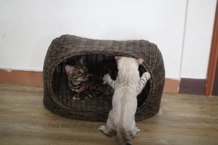 뱅갈고양이,뱅갈고양이 분양, 링컨이에 껌딱지 뱅갈고양이 초아~~~~ 관련 이미지 5