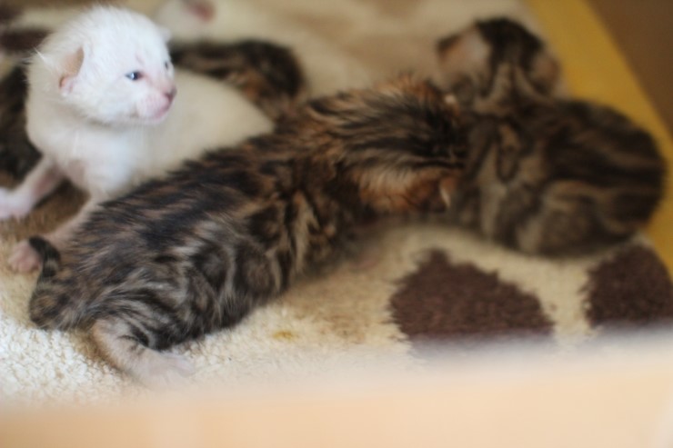 뱅갈고양이 꼬물이 무탈히 성장하고 있습니다~ 관련 이미지 7