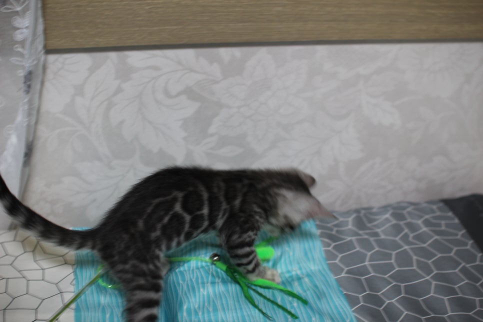 실버뱅갈고양이 순둥순둥 개냥이 여아예요~ 관련 이미지 5