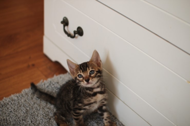 뱅갈고양이 분양 완전히 빠졌네 빠졌어~ 관련 이미지 22