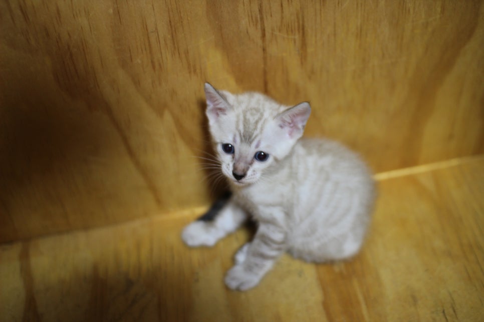 스노우뱅갈고양이 꼬맹이들~ 관련 이미지 10