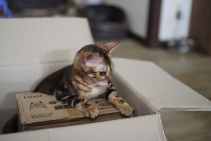 뱅갈고양이 귀염둥이들^^ 관련 이미지 1