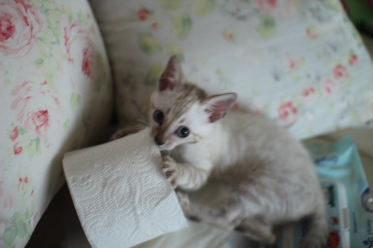 말썽꾸러기 스노우 뱅갈고양이 꼬맹이들 입니다~ 관련 이미지 3