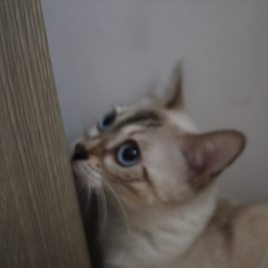 왕눈이 스노우뱅갈고양이 이브~ 관련 이미지 2