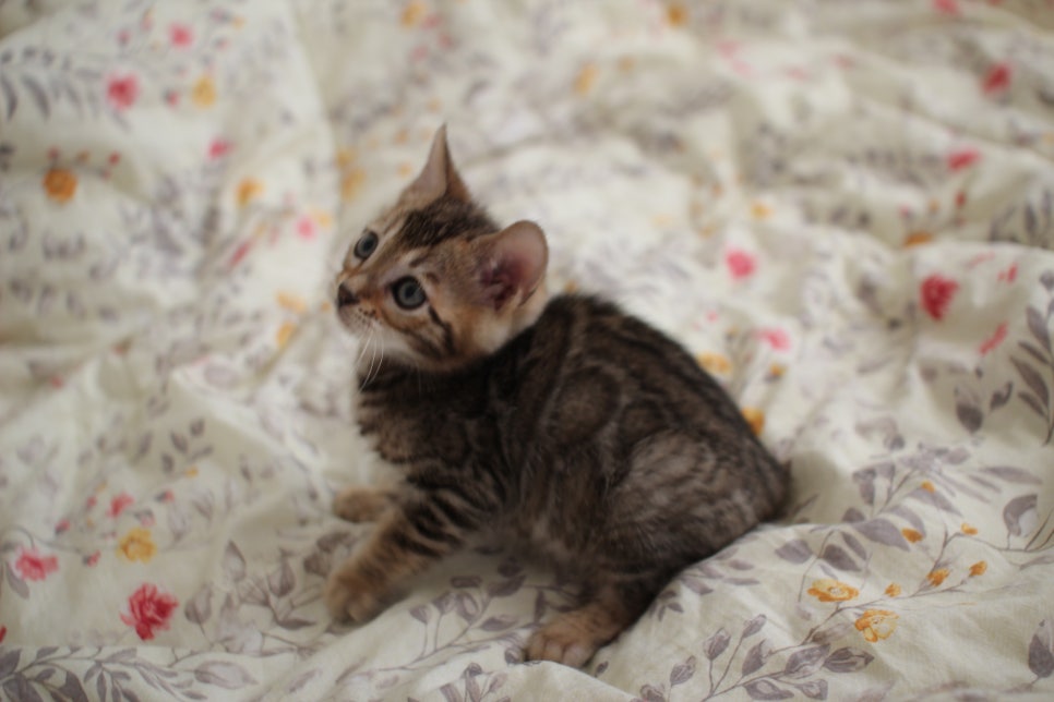 뱅갈고양이 개냥이를 찾으세요? 관련 이미지 7