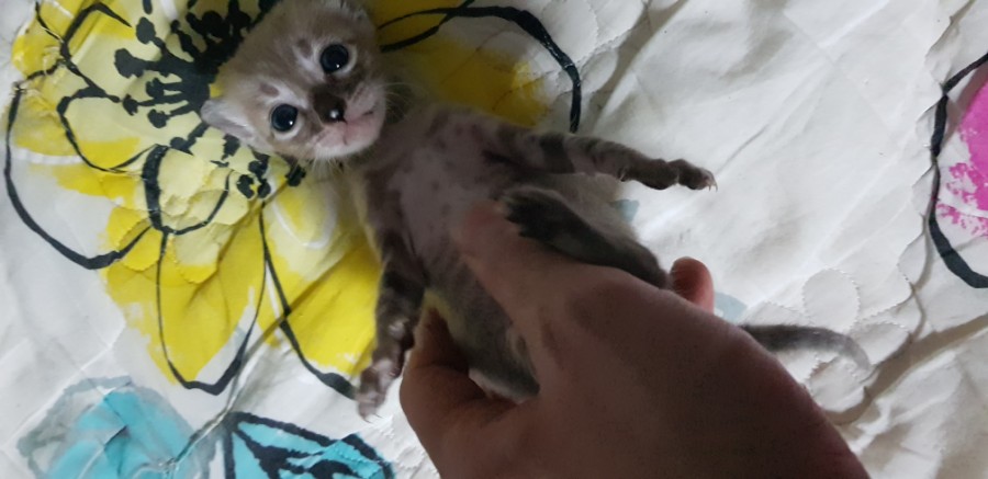 뱅갈고양이 인형 입니다 ㅎㅎ 관련 이미지 2