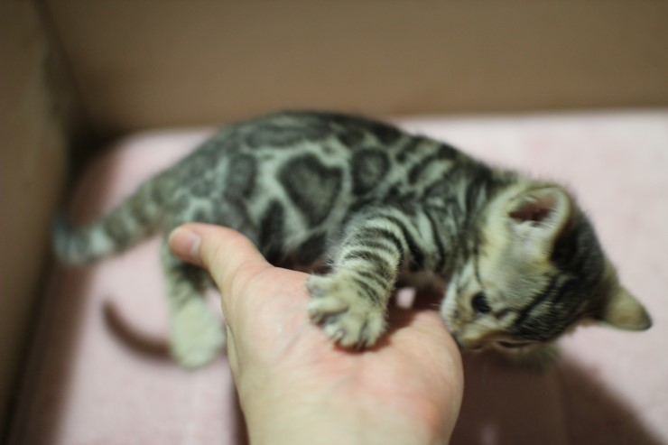 뱅갈고양이 분양 꼬맹이 자매예요~ 관련 이미지 2