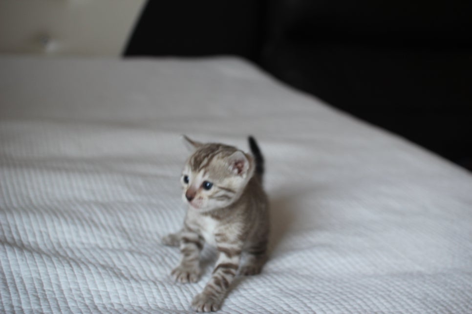 밍크뱅갈고양이 여아 막둥이 예약 분양 합니다~ 관련 이미지 4