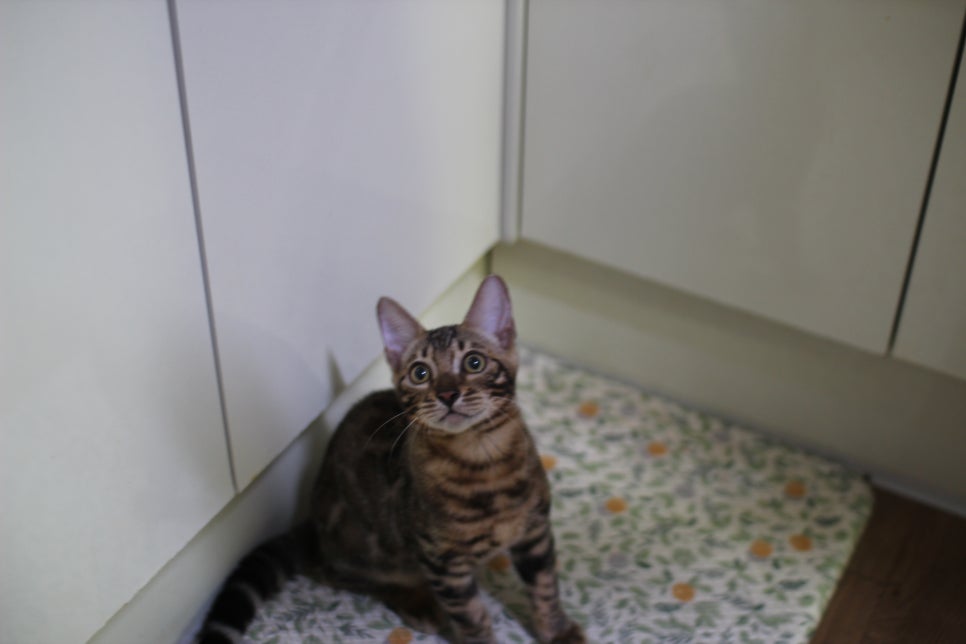 뱅갈고양이 강아지 같은 아이들 분양해요~ 관련 이미지 6