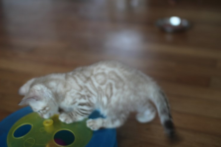 실밍크 클라우드 로젯 뱅갈고양이 남아예요~ 관련 이미지 13