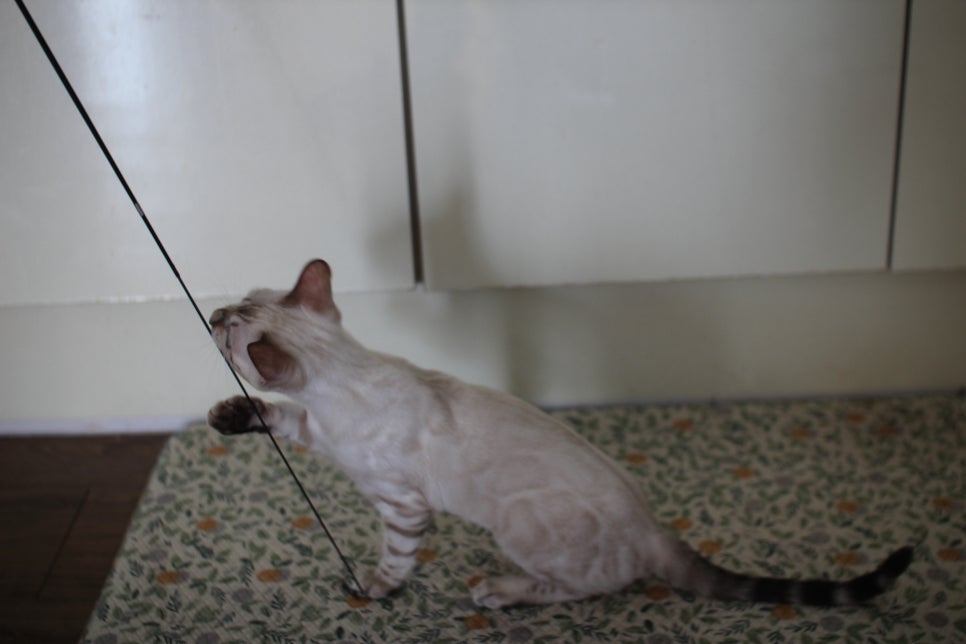 스노우뱅갈고양이 여아 구름이 분양해요~ 관련 이미지 8