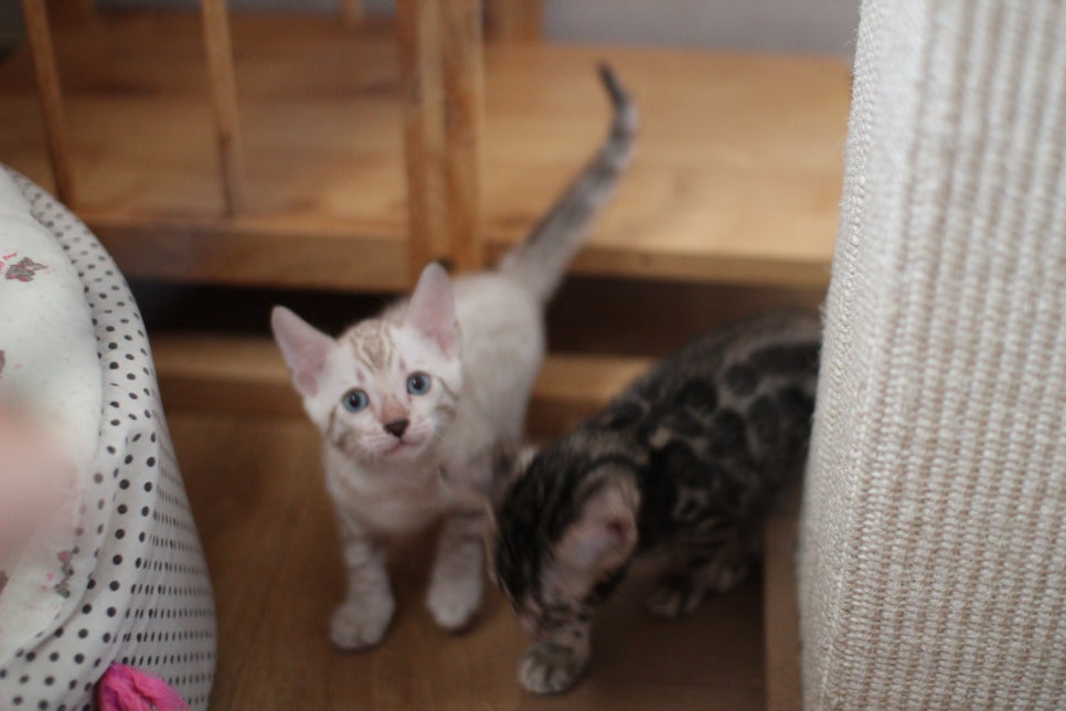 뱅갈고양이분양 요정 같나요? 관련 이미지 4